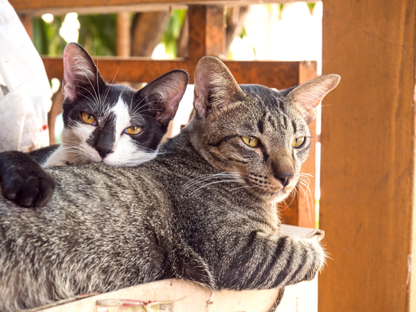 two cats on chair